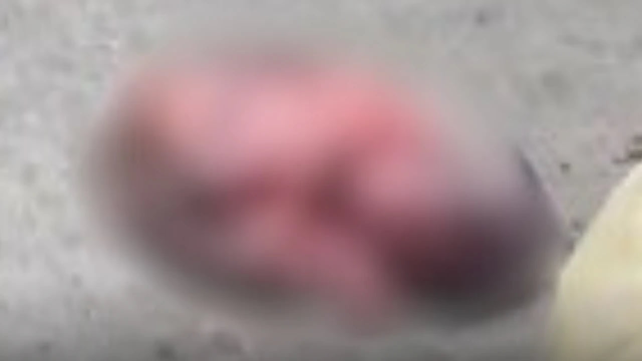 Escalofriante: Perro apareció con un feto humano en la boca