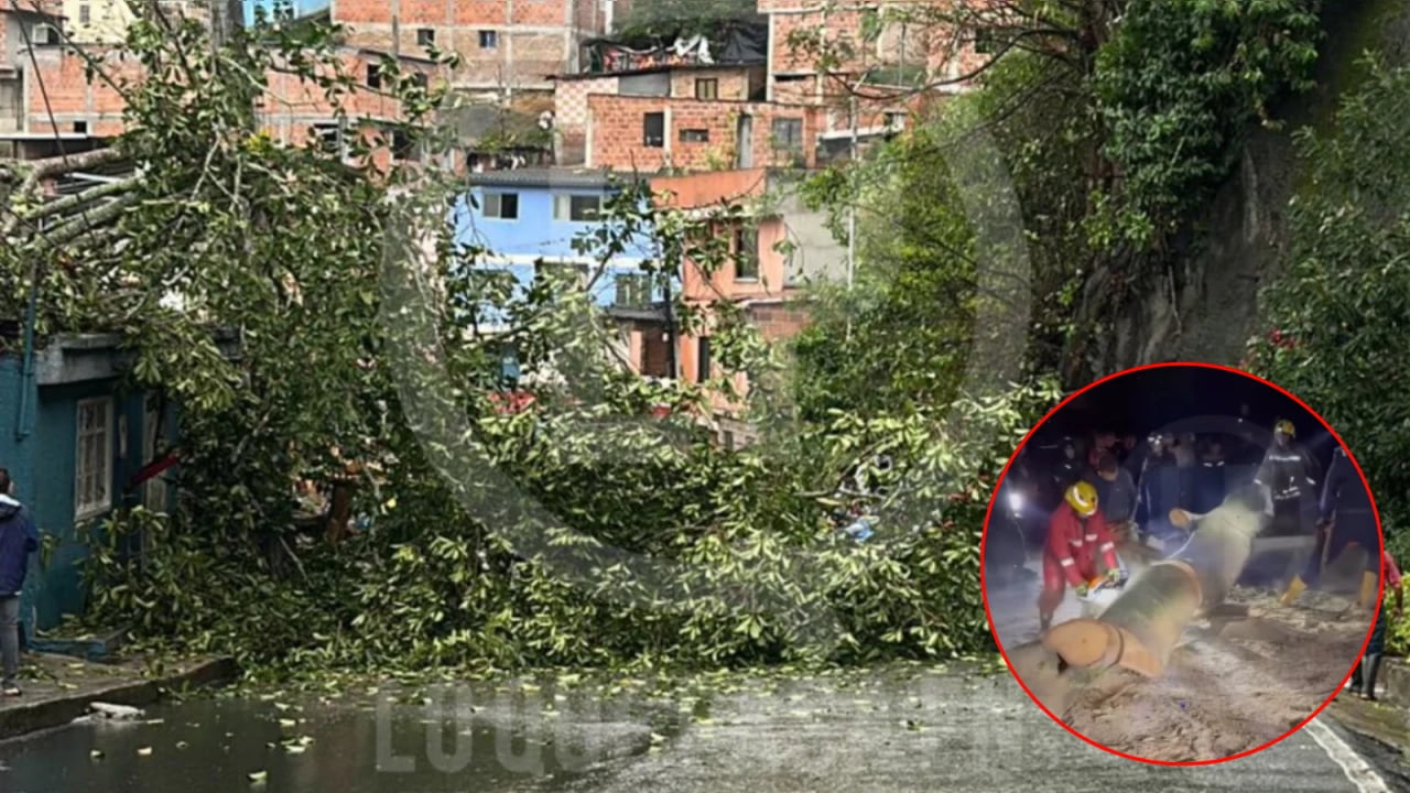 Mujer mayor quedó atrapada en casa tras caída de árbol gigante en Morrorico