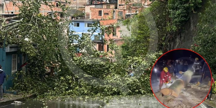 Mujer mayor quedó atrapada en casa tras caída de árbol gigante en Morrorico