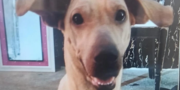 La historia de la cachorra en Betania que tiene indignada a Bucaramanga