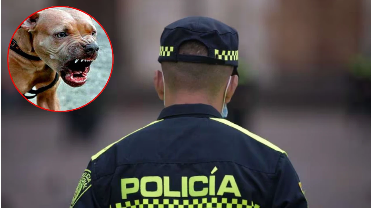 Policías mataron a tiros a dos perros pitbull, en Bogotá