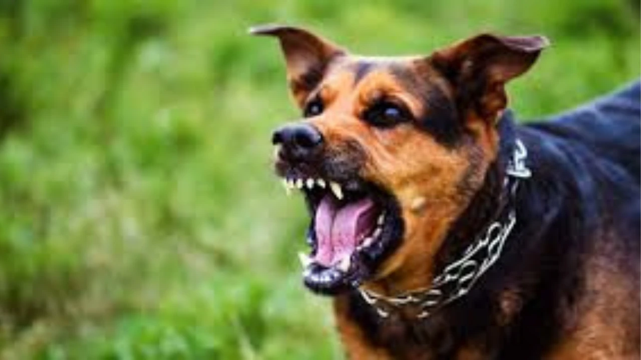 Niño de 7 años herido tras feroz ataque de perros en zona rural de Santander